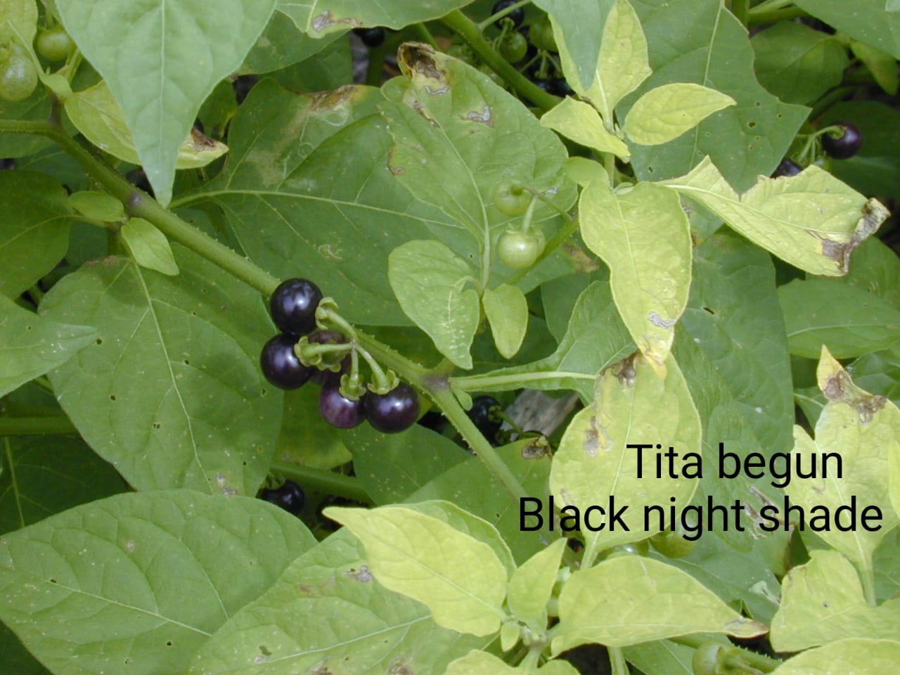 Tita Begun